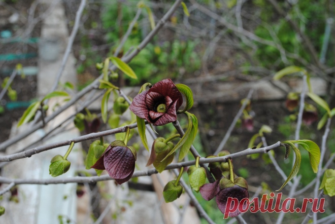 АЗИМИНА ТРЁХЛОПАСТНАЯ (Asimina triloba Dunal) ''Банан Небраски''- пока очень большая редкость. Небольшое  листопадное деревцо, с оригинальными плодами, как по форме, так и по вкусу, способное переносить морозы   до минус 26-27 °С. Плод азимины представляет собой многосеменнную ягоду, формой и внешним видом напоминающую небольших размеров банан. Мякоть плодов кремообразная, тающая во рту. Цвет, аромат и вкус сильно варьируют, в зависимости от степени зрелости плода. По химическому  составу плоды