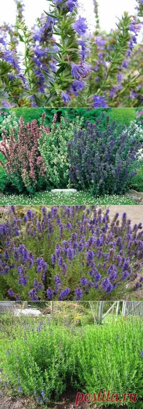 Обязательно посадите иссоп!