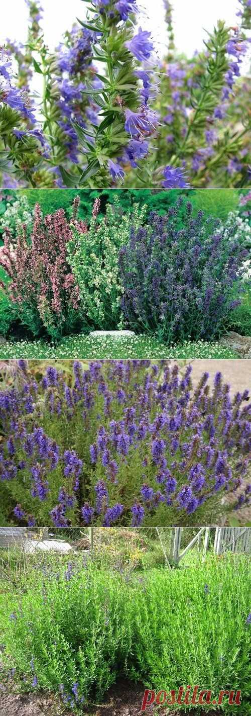 Обязательно посадите иссоп!