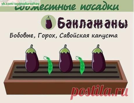 Природное земледелие, пермакультура, ЭМ