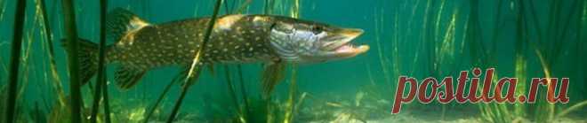 Оснастка «Крыло» для ловли рыбы. | Fishing-cast.ru