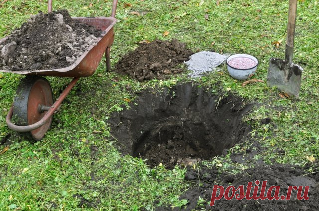 Правильная посадочная яма: размеры, сроки, удобрения (в таблицах) | Уход за садом (Огород.ru)