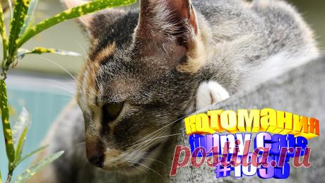 Любите смотреть смешные видео про котов? Тогда мы уверены, Вам понравится наше видео 😍. Также на котомании Вас ждут: видео кот,видео кота,видео коте,видео котов,видео кошек,видео кошка,видео кошки,видео о котах, видео о кошках смешные, видео смешная кошка, говорящие коты видео, котов, кошка смешная, кошки видео, приколы про, прикольные кошки, про смешно кошек, смешное о кошках, смешной кот, смешные котики