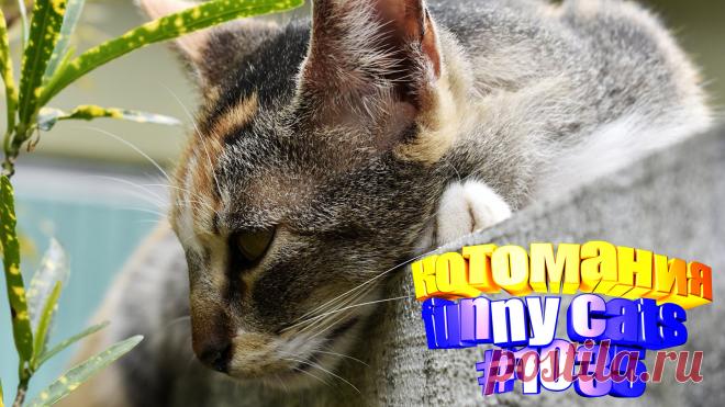 Любите смотреть смешные видео про котов? Тогда мы уверены, Вам понравится наше видео 😍. Также на котомании Вас ждут: видео кот,видео кота,видео коте,видео котов,видео кошек,видео кошка,видео кошки,видео о котах, видео о кошках смешные, видео смешная кошка, говорящие коты видео, котов, кошка смешная, кошки видео, приколы про, прикольные кошки, про смешно кошек, смешное о кошках, смешной кот, смешные котики