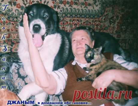 Питомник среднеазиатских овчарок (САО) - &quot;Тош Санам&quot; - Страница 9 - БУДКА.уз