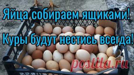 Добавьте четыре ингредиента, и ваши куры будут нестись всегда!