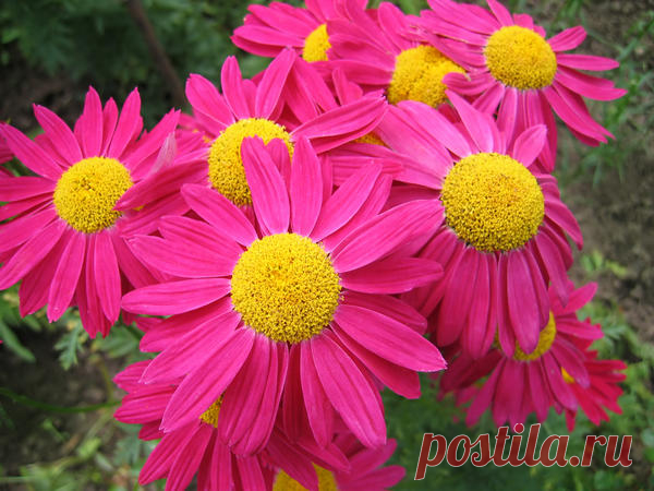 20 цветочных многолетников крупным планом / многолетние цветы / 7dach.ru