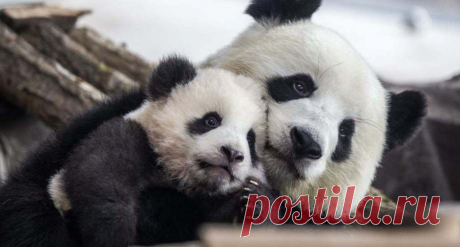 Фото дня: «Писающий мальчик» в жилете с британским флагом