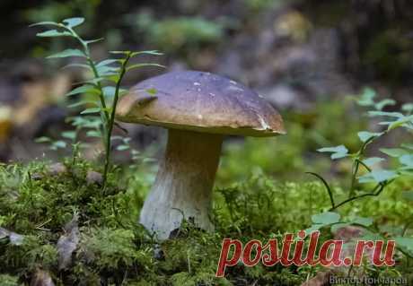 🌲Тихая охота...🍄 📸 Виктор Гончаров 👀