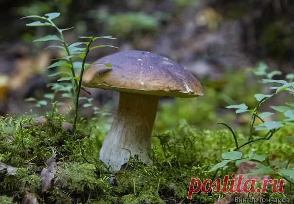 🌲Тихая охота...🍄 📸 Виктор Гончаров 👀