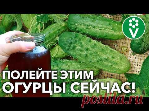 ПОЛЕЙТЕ ЭТИМ ОГУРЦЫ В АВГУСТЕ – И БУДЕТЕ СОБИРАТЬ УРОЖАЙ ДО ЗАМОРОЗКОВ!