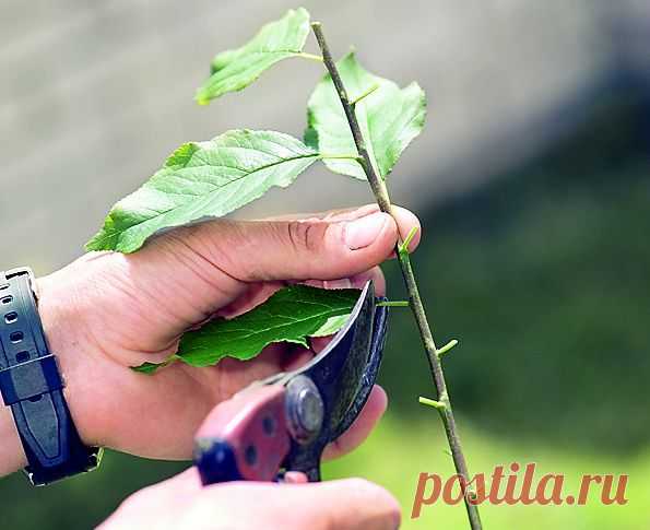 Основные способы прививки растений
