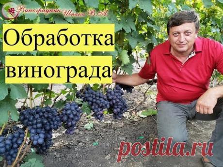 Схема обработки винограда