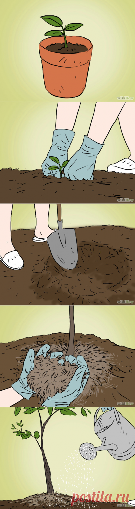 Как вырастить яблочное дерево из семян