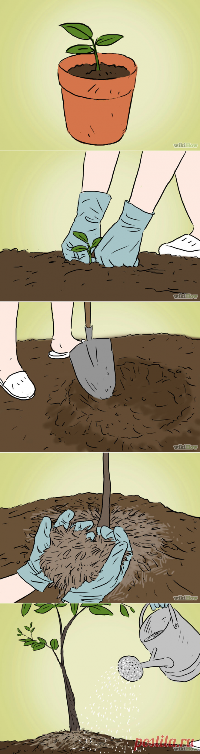 Как вырастить яблочное дерево из семян