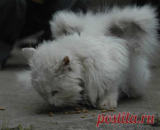 КОШКИН ДОМ. Коты с крыльями 
Ко­ты с крыль­ями, ко­торых проз­ва­ли ан­ге­лами, жи­вут в Рос­сии, США и Ки­тае. По сло­вам хо­зя­ев, они бра­ли са­мых обыч­ных ко­тят, но пос­ле го­да у ко­тов не­ожи­дан­но на­чина­ли рас­ти кры…