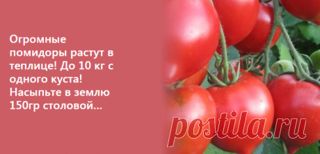 Огромные помидоры растут в теплице! До 10 кг с одного куста! Насыпьте в землю 150гр столовой…