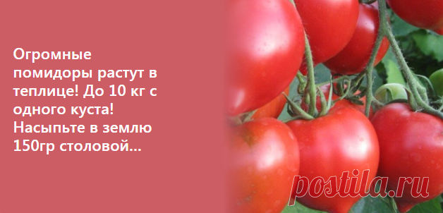 Огромные помидоры растут в теплице! До 10 кг с одного куста! Насыпьте в землю 150гр столовой…