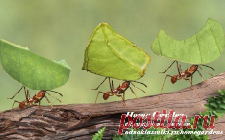 Home garden|Сад, огород, растения дома