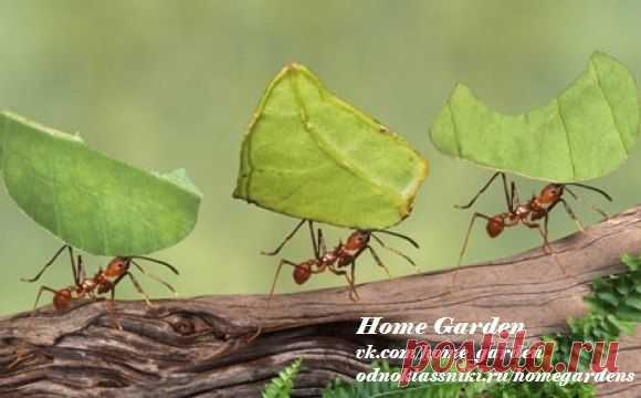 Home garden|Сад, огород, растения дома