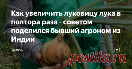 Как увеличить луковицу лука в полтора раза - советом поделился бывший агроном из Индии Индия считается одним из крупнейших производителей лука в мире. Согласно статистике она занимает второе место по производству репчатого лука. Секрет заключается в хорошей урожайность, которая достигается не только объёмами лука, но и размерами отдельных луковиц. Как правильно выращивать лук, чтобы получать большой урожай? Тайну раскрыл бывший агроном из Индии.
