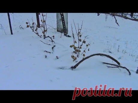 Подготовка и укрытие винограда на зиму. Видео