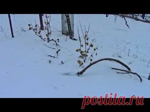 Подготовка и укрытие винограда на зиму. Видео