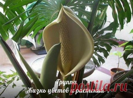 Новости/Монстера