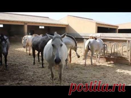 Испанские лошади.Caballos. - YouTube