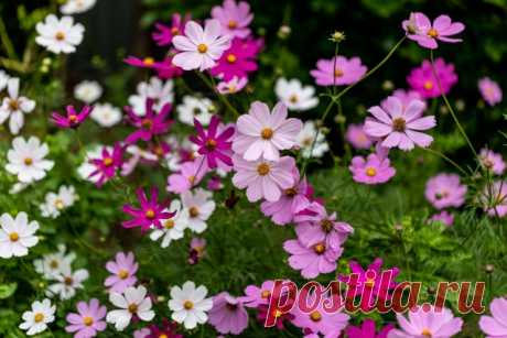 13 лучших однолетников для самосева. Описание, фото — Ботаничка.ru