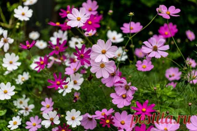 13 лучших однолетников для самосева. Описание, фото — Ботаничка.ru