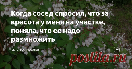 Когда сосед спросил, что за красота у меня на участке, поняла, что ее надо размножить