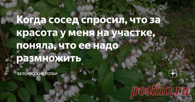 Когда сосед спросил, что за красота у меня на участке, поняла, что ее надо размножить