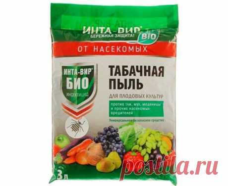Луковая муха – как распознать на растениях и эффективно с ней бороться