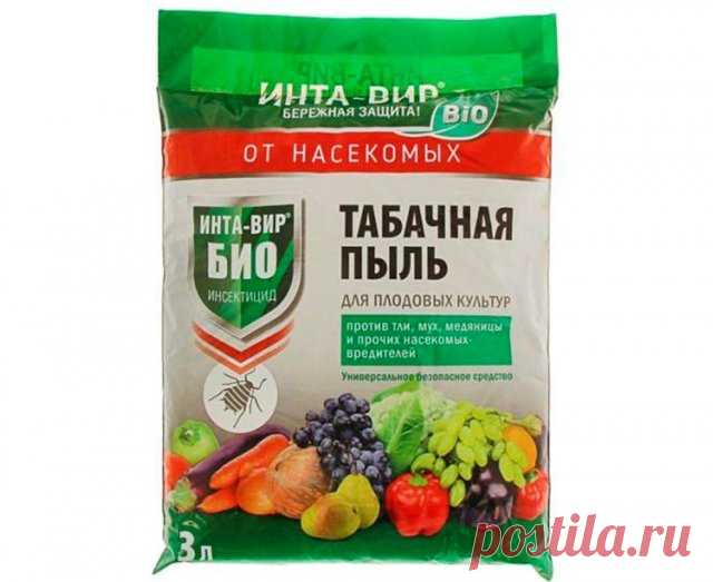 Луковая муха – как распознать на растениях и эффективно с ней бороться
