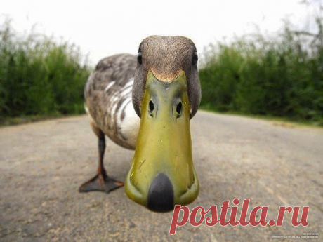 Google+