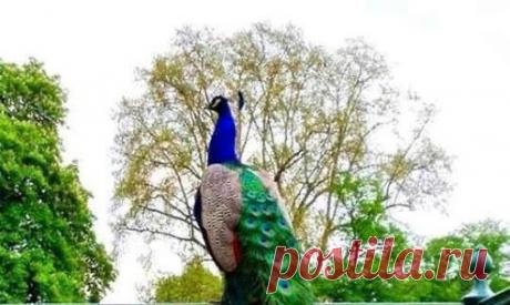 русская община – Сообщество – Google+