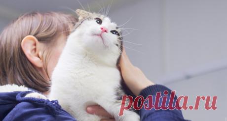 Учёные выяснили, откуда пришли домашние кошки | Чёрт побери Ученые из Бельгии, Болгарии, Франции, Германии, Испании и США определили регионы происхождения домашних кошек. Оказалось, что любимцы всего интернета пришли в наши дома дважды: один раз — из Азии, второй раз — из Древнего Египта. Специалисты полагают, что современная домашняя кошка появилась практически одновременно в двух регионах, откуда впоследствии распространилась по планете. Первая группа животных, возникшая...