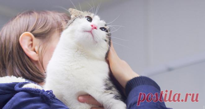 Учёные выяснили, откуда пришли домашние кошки | Чёрт побери Ученые из Бельгии, Болгарии, Франции, Германии, Испании и США определили регионы происхождения домашних кошек. Оказалось, что любимцы всего интернета пришли в наши дома дважды: один раз — из Азии, второй раз — из Древнего Египта. Специалисты полагают, что современная домашняя кошка появилась практически одновременно в двух регионах, откуда впоследствии распространилась по планете. Первая группа животных, возникшая...