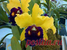 Ирис желтый