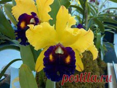 Ирис желтый