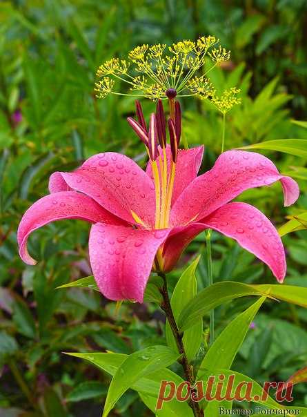 Любимые ЛИЛИИ ♥ 📷: #Виктор_Гончаров