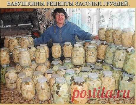 5 ВКУСНЫХ РЕЦЕПТОВ ЗАСОЛКИ ГРУЗДЕЙ ОТ БАБУШКИ! 
1. Грузди, соленые на зиму. простой рецепт без добавления специй. 
Для того чтобы приготовить грузди по этому старому и простому рецепту, нужно взять: 
Соль крупная - 250 грамм; 
Грузди - 5 килограмм вымоченных грибов; 
Собранные вами грузди нужно сначала хорошо почистить, убрать все места, которые вам 
кажутся подозрительными. 
Червивые участки нужно срезать, а также не оставлять те места, в которые есть проколы от хвои. 
После нужно отрезать