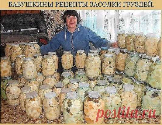 5 ВКУСНЫХ РЕЦЕПТОВ ЗАСОЛКИ ГРУЗДЕЙ ОТ БАБУШКИ! 
1. Грузди, соленые на зиму. простой рецепт без добавления специй. 
Для того чтобы приготовить грузди по этому старому и простому рецепту, нужно взять: 
Соль крупная - 250 грамм; 
Грузди - 5 килограмм вымоченных грибов; 
Собранные вами грузди нужно сначала хорошо почистить, убрать все места, которые вам 
кажутся подозрительными. 
Червивые участки нужно срезать, а также не оставлять те места, в которые есть проколы от хвои. 
После нужно отрезать