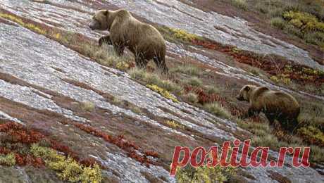 Alaska Autumn - Grizzlies - Подписанное ограниченным тиражом издание Роберта Бейтмана - Фонд Бейтмана