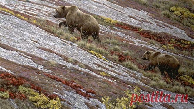 Alaska Autumn - Grizzlies - Подписанное ограниченным тиражом издание Роберта Бейтмана - Фонд Бейтмана