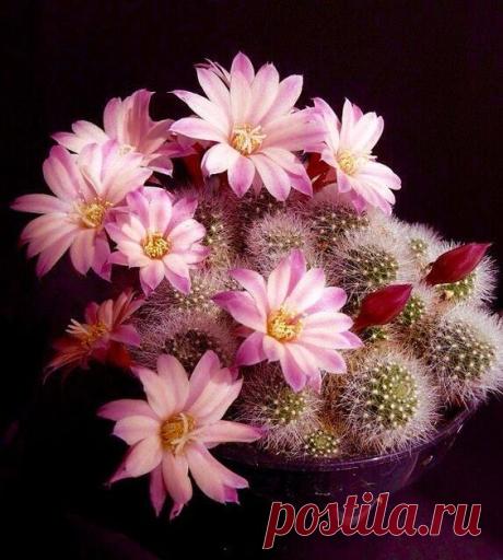Rebutia heliosa spp | Pinterest • Всемирный каталог идей