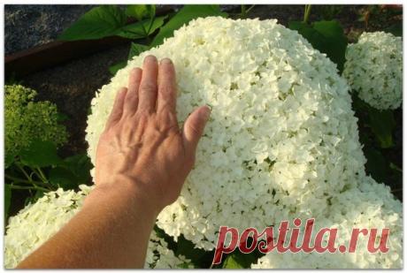 Красавица гортензия, сорт Анабель