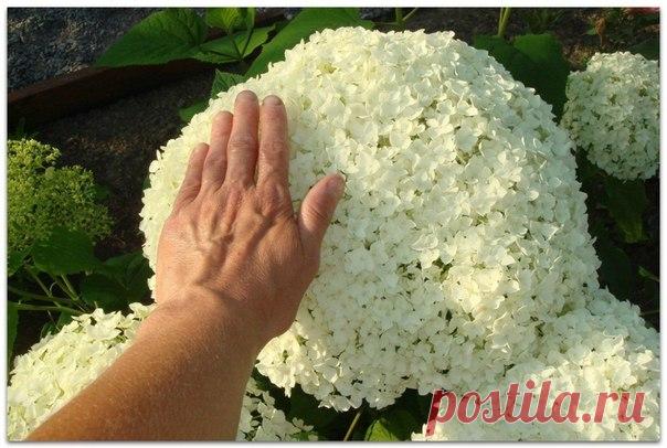 Красавица гортензия, сорт Анабель