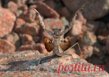 27 уникальных фотографий, которые не каждый день увидишь / Surfingbird.ru